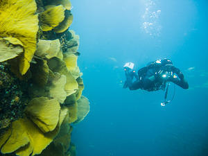 diving cabo