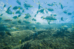 diving cabo