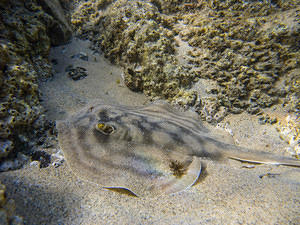 diving cabo