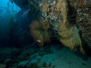 starfish and kelp