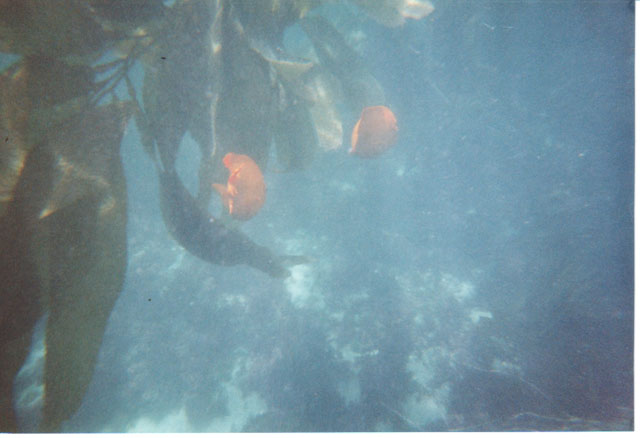 More garibaldi at the cove