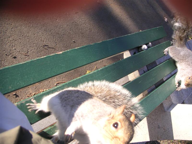 Bold squirrels trying to steal my lunch