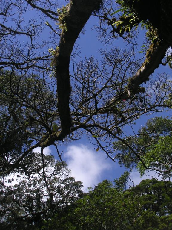 Monteverde trees