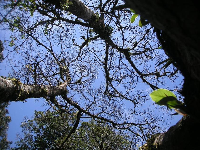 Monteverde trees