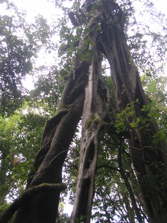 Looking up at a ficus tree