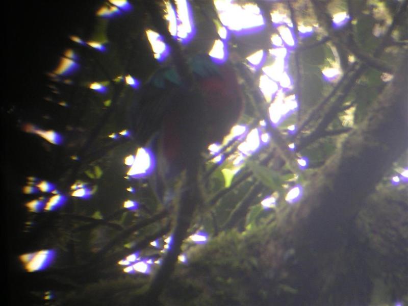 Crappy picture of a rare bird, the Quetzal