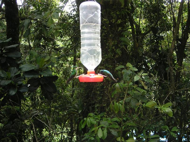 Humming bird feeder