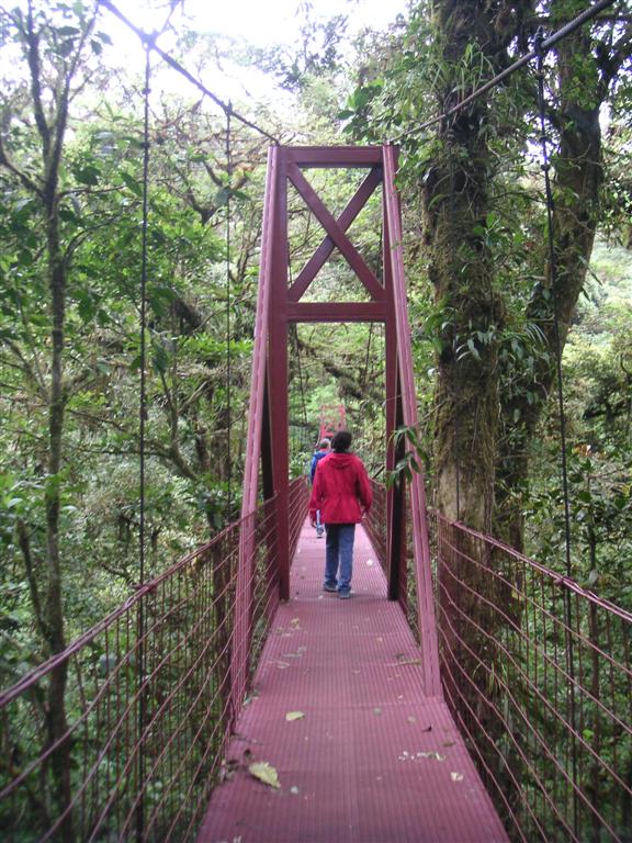 Cloud forrest sunspension bridge