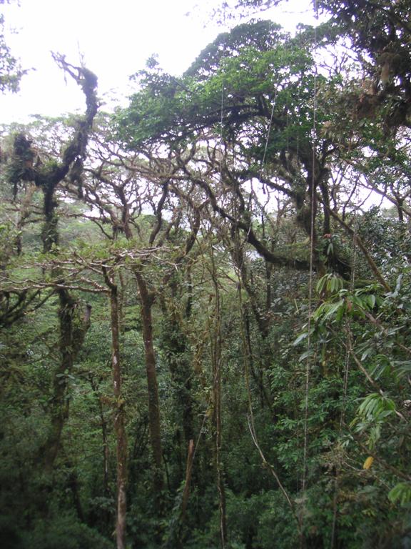 Cloud forrest vines