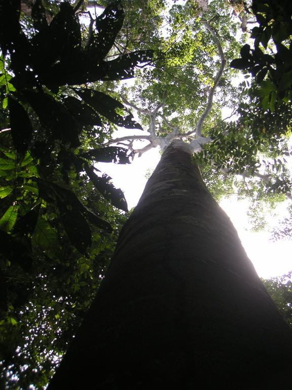 Looking up through the jungle