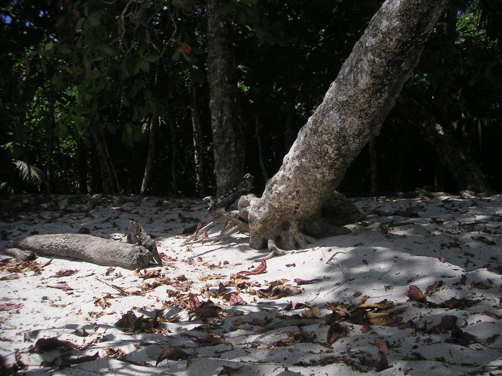 Iguanas enjoying the sun