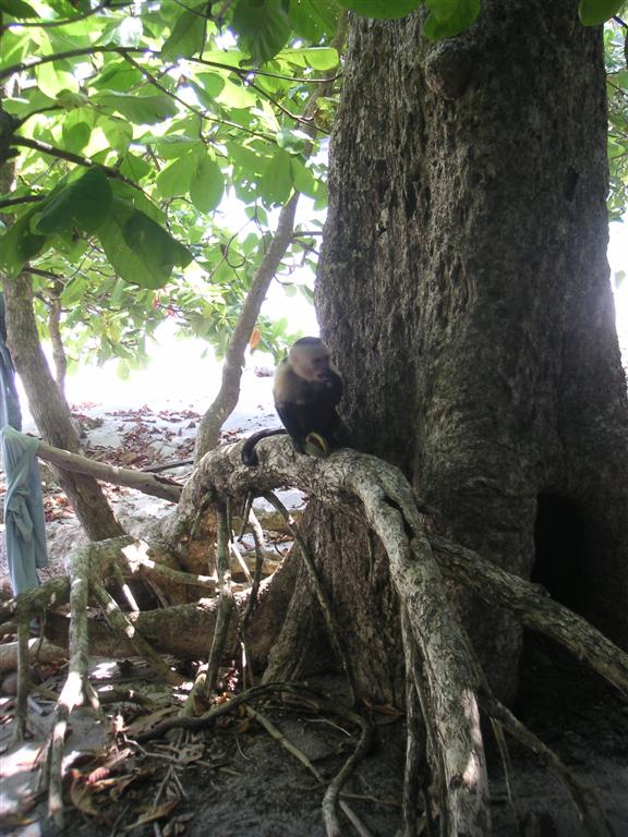 White face monkey planning his attack