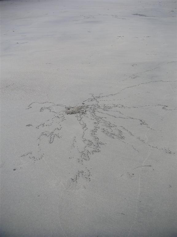 Crab trails