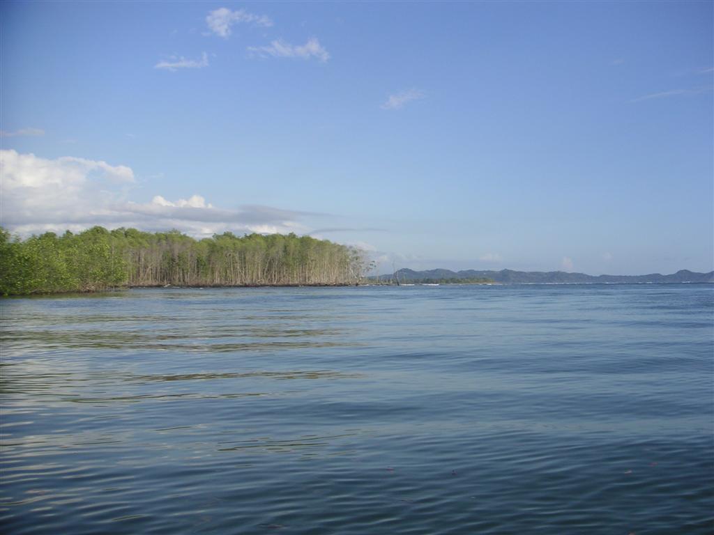 Mangrove tour