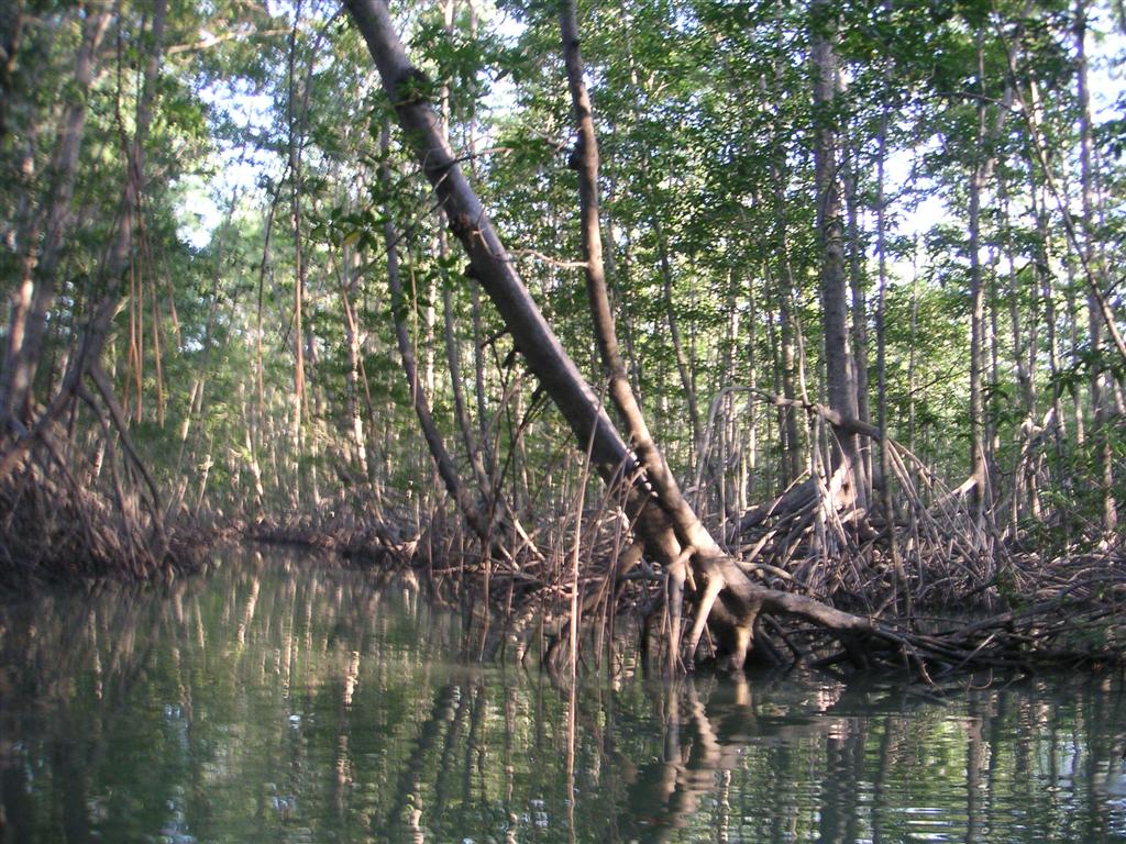 Mangrove trees