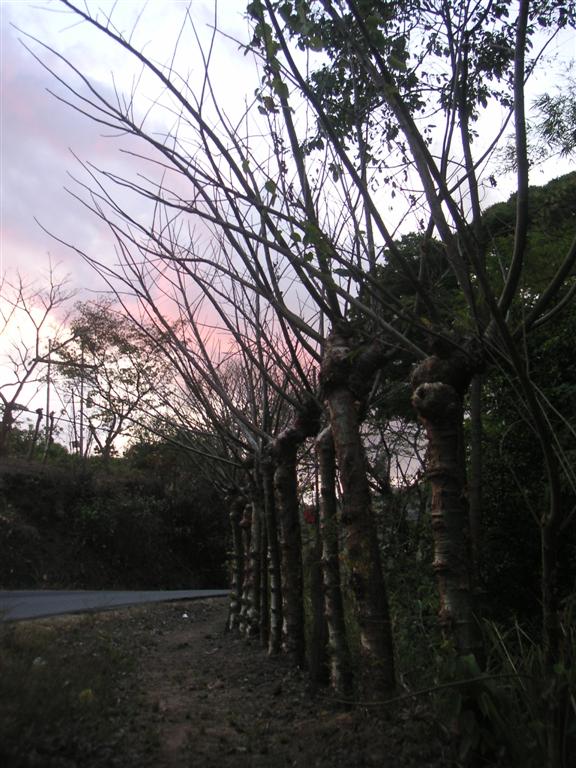 Living tree fence