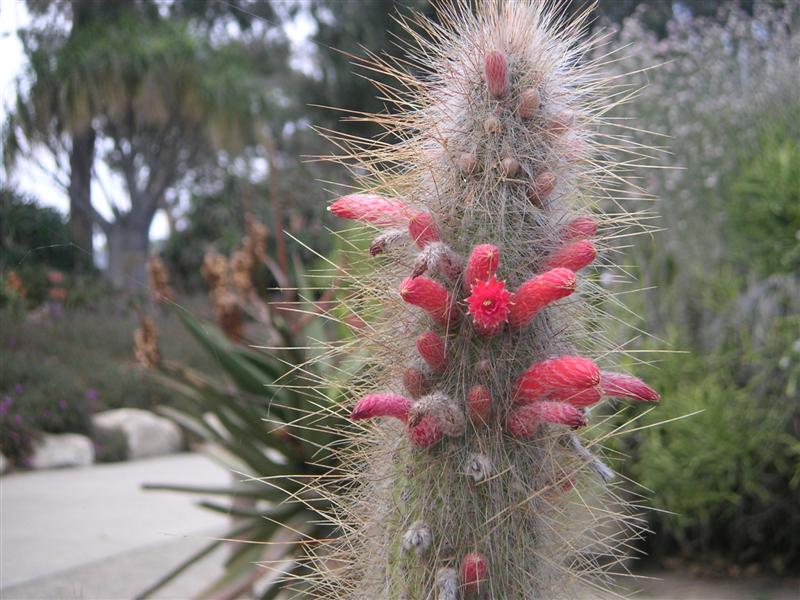 Cactus bloom