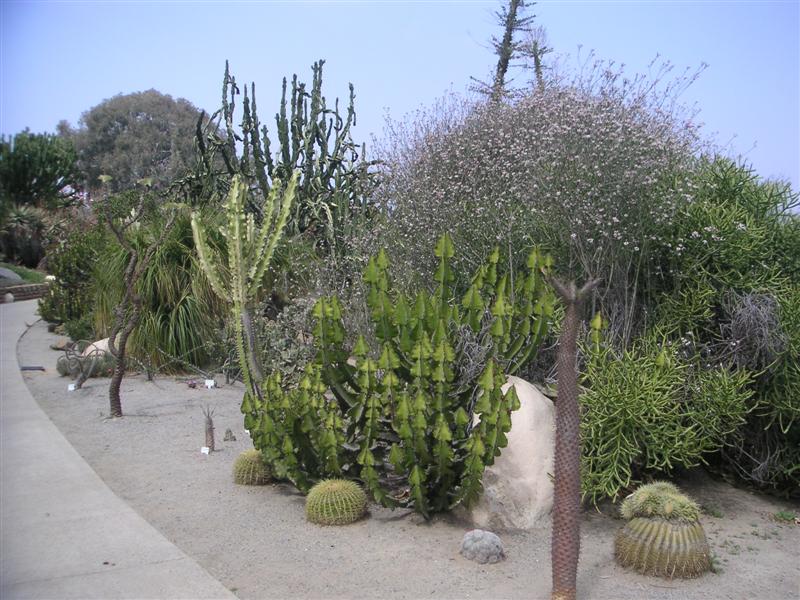 Balboa Park cactus trail 