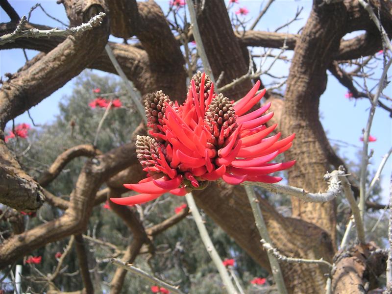 Tree blooms in Balboa Park