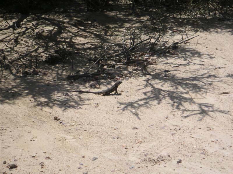 Lizzard doing pushups