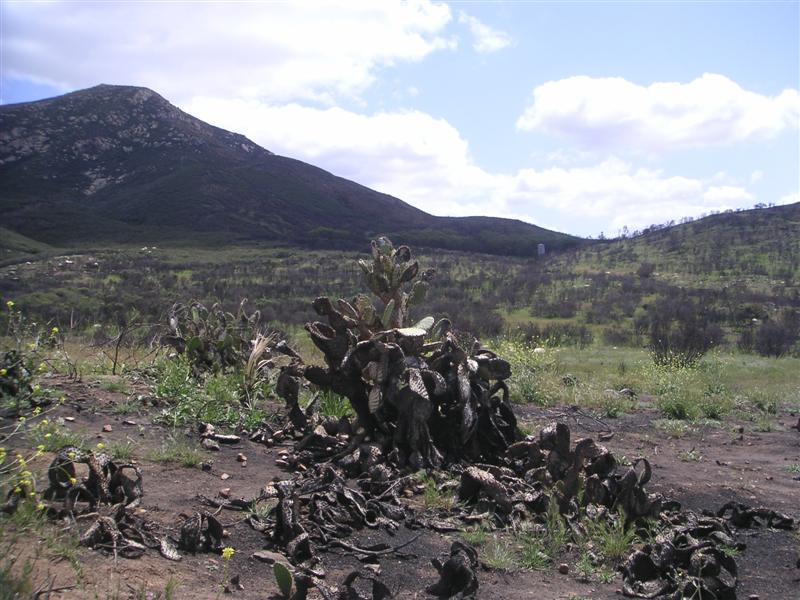 Burnt cactus at Iron Mtn