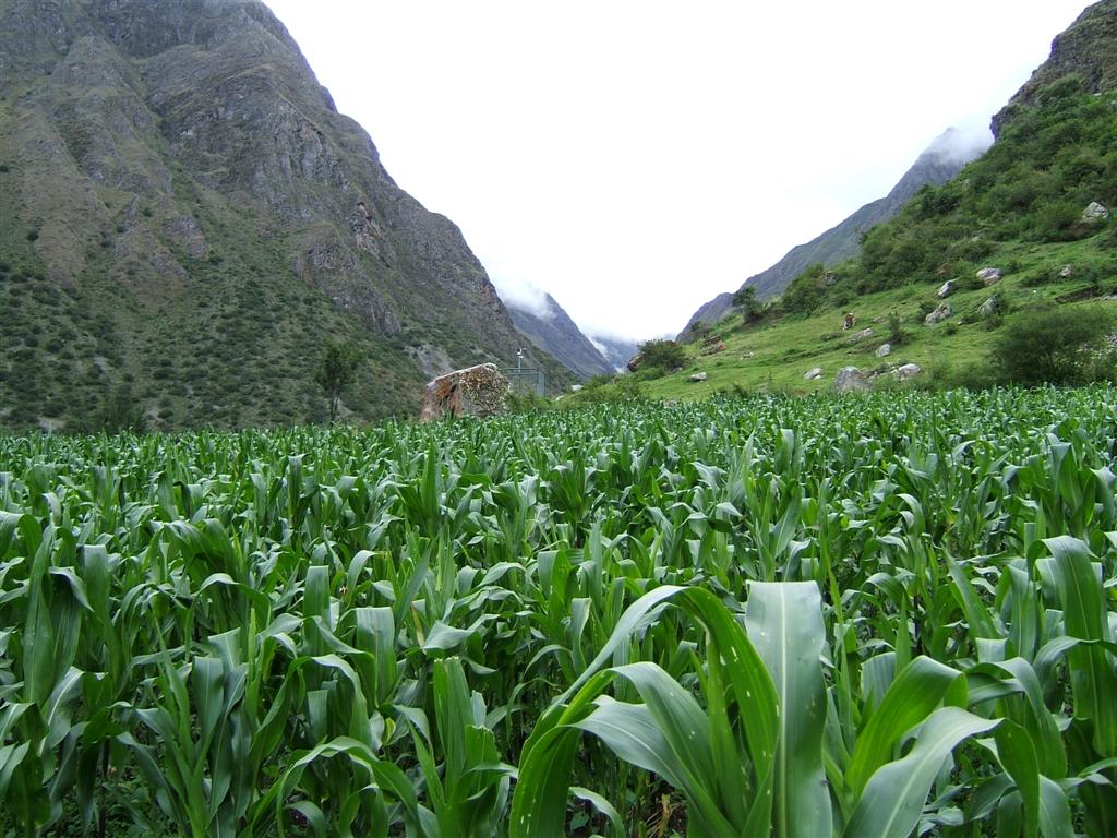 First days camp near a corn field