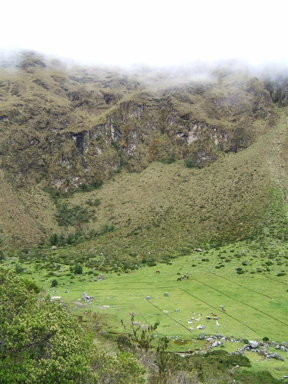 Llamas grazing in the valley