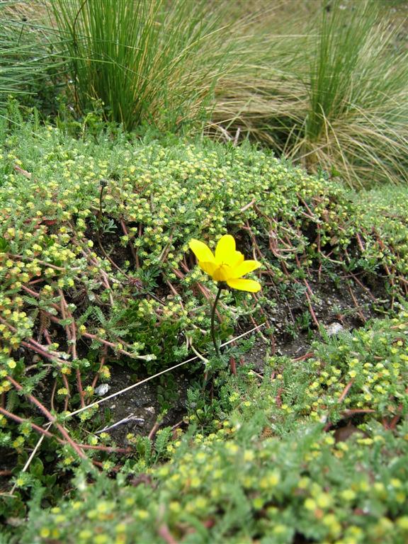 Yellow alpine flower