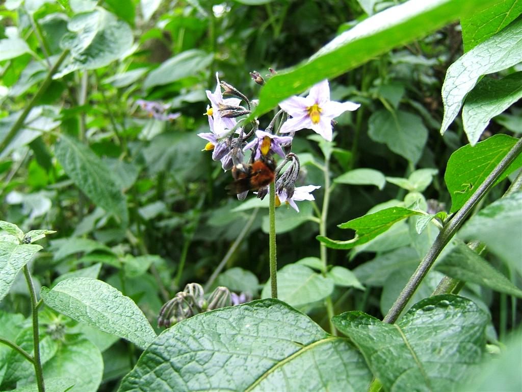 Red bee on purple flowers