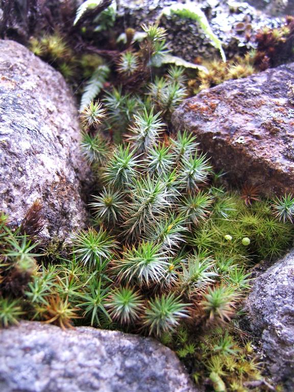 Plants growning the cracks of the inka wall