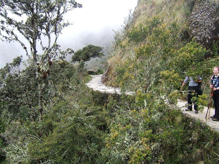 Steep drop off the trail, old man beard on the trees