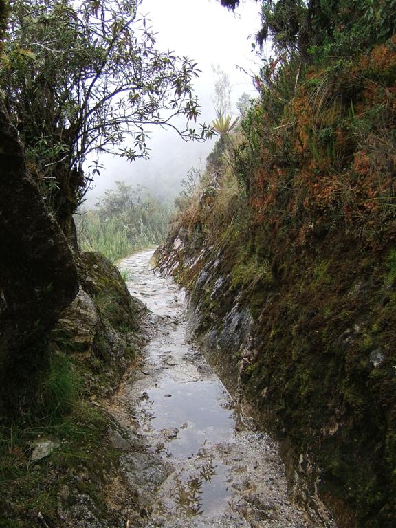 Heading into the rain forrest