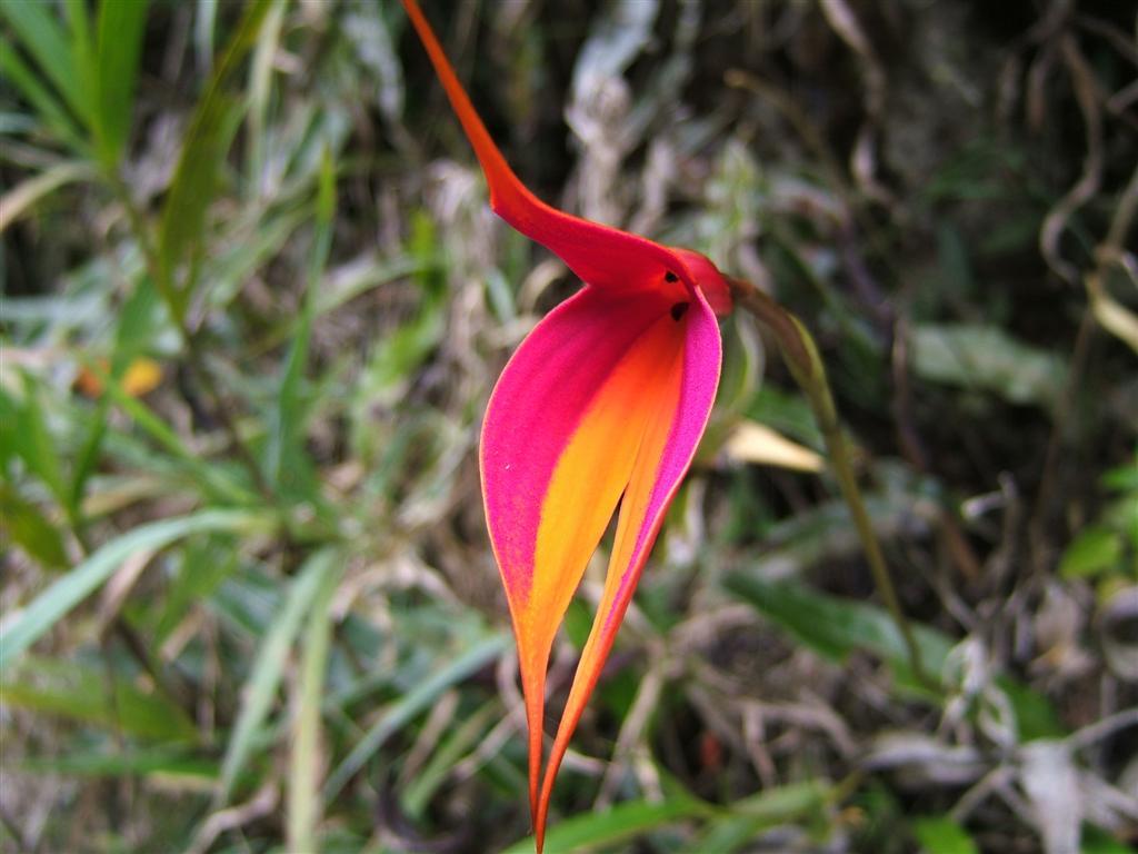 Hot pink and orange flower on the Inka Trail