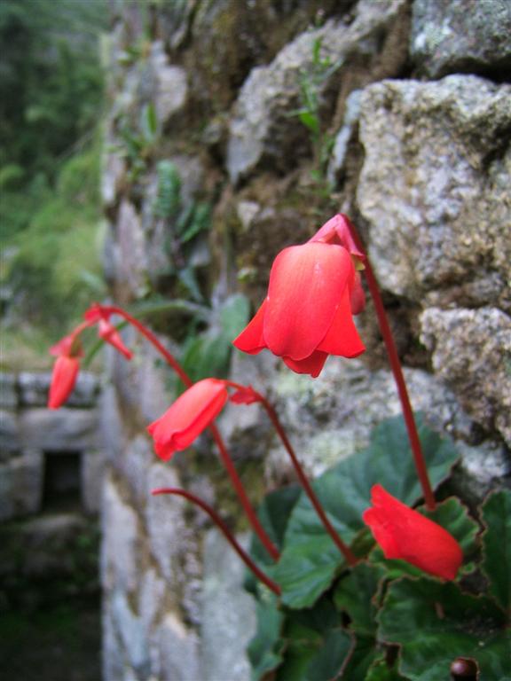 Red bell flowers growing out of a wall at Wiñawayna