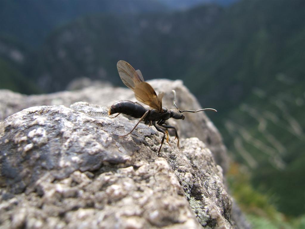 Flying ant on Huayna Picchu