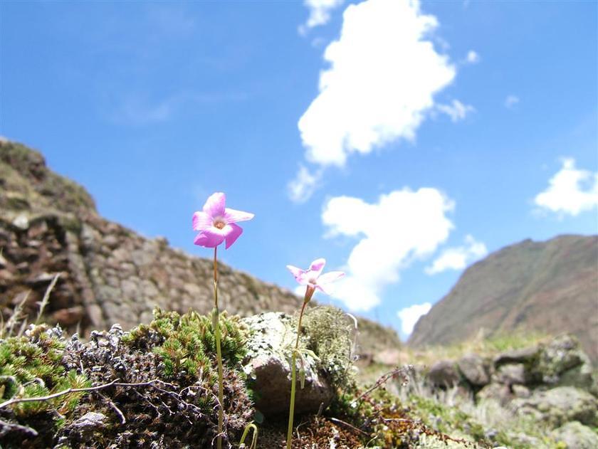 Purple flowers on Inka terrace walls