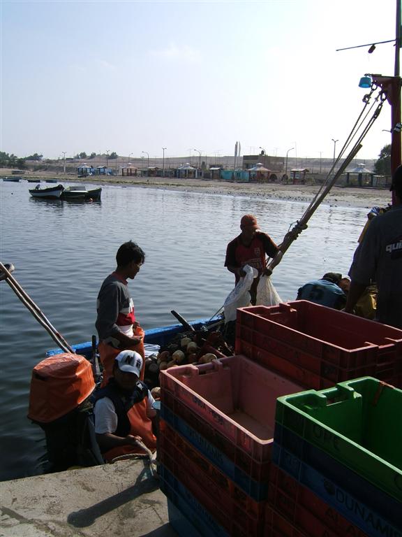 Hauling in fish