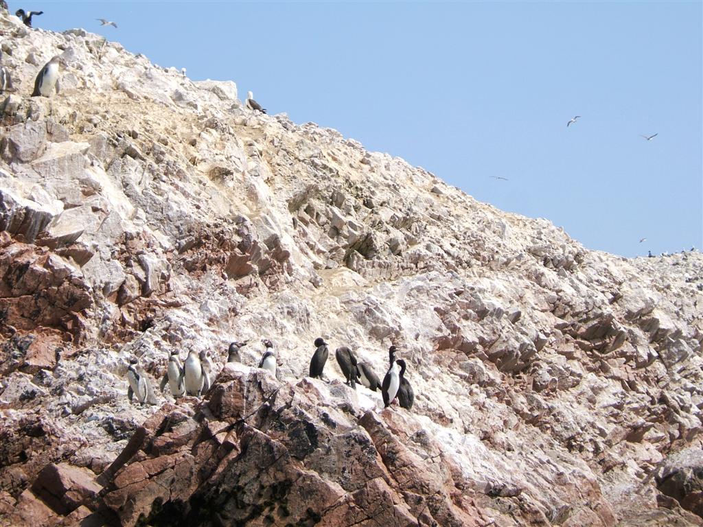 Penguins and other birds on the rocks