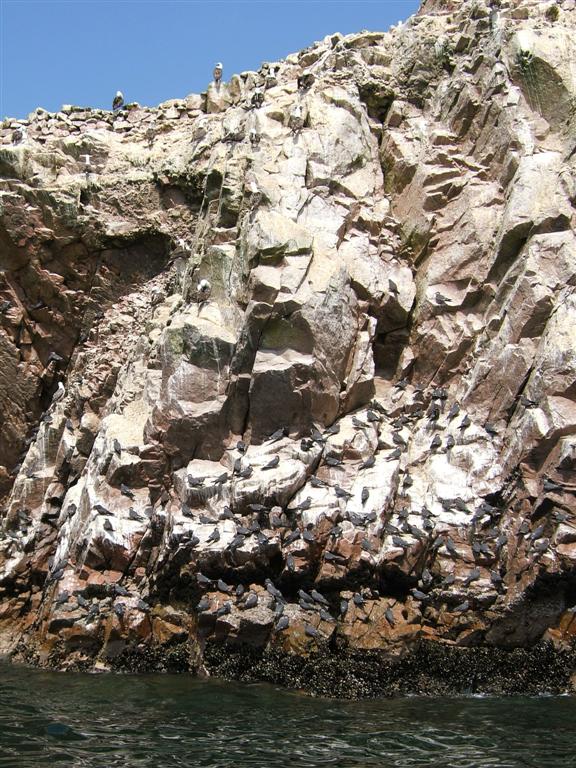 Black birds custered on the rock face