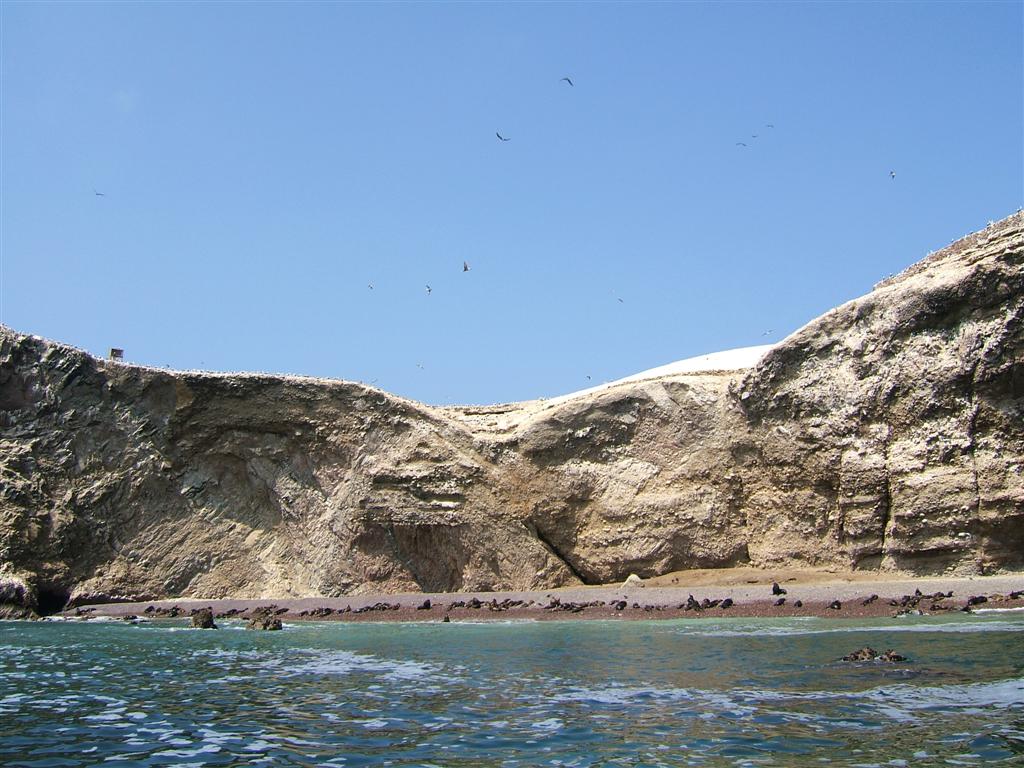 Sea lions lazing on the beach