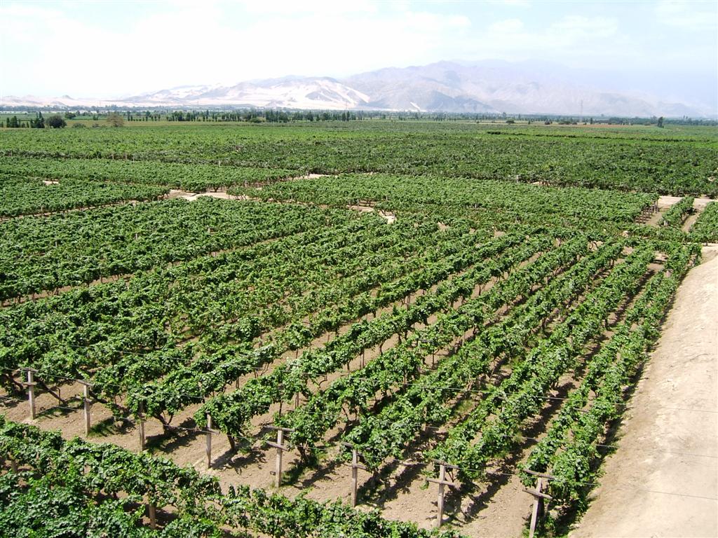 Grape vines in Ica