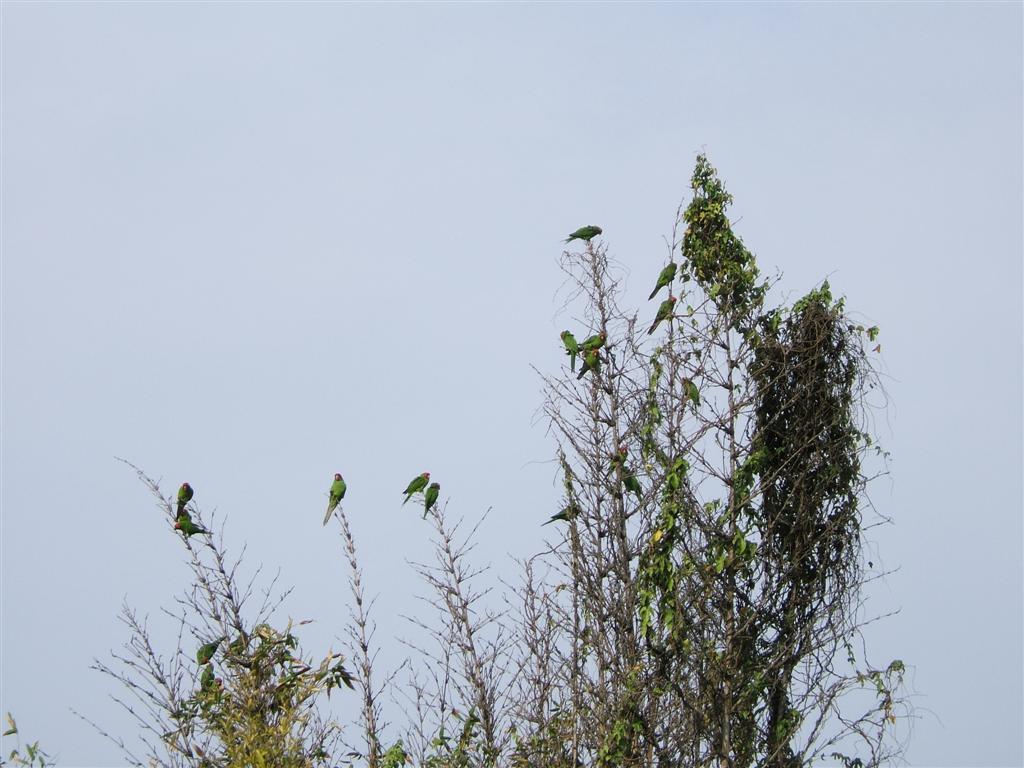 Wild parrots of Barranco