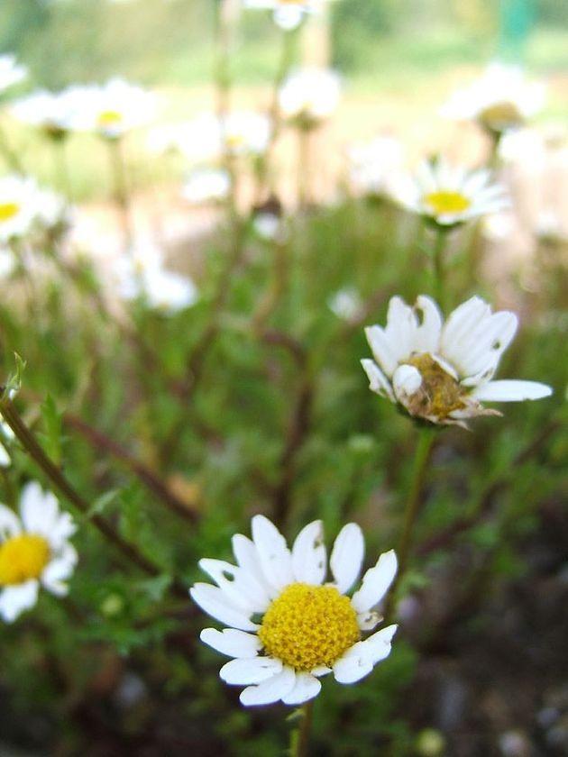 Daisies