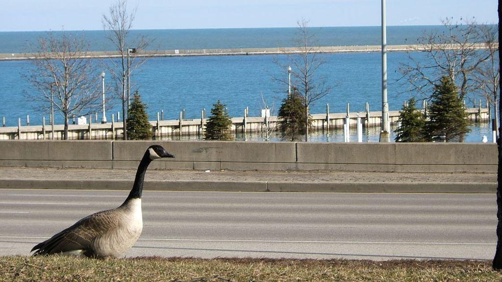 Canada goose