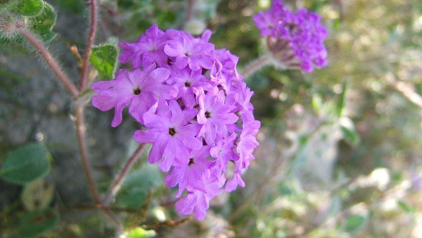 Desert San Verbena bloom