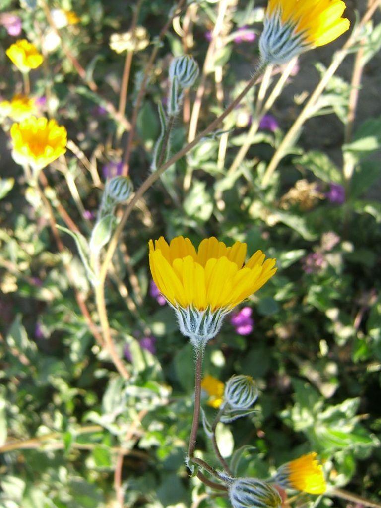 Desert bloom yellow (brittlebrush?) wildflowers