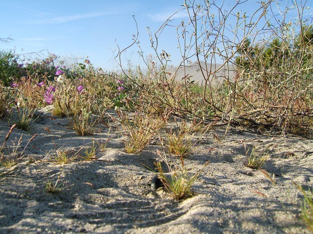 Desert sand and new growth