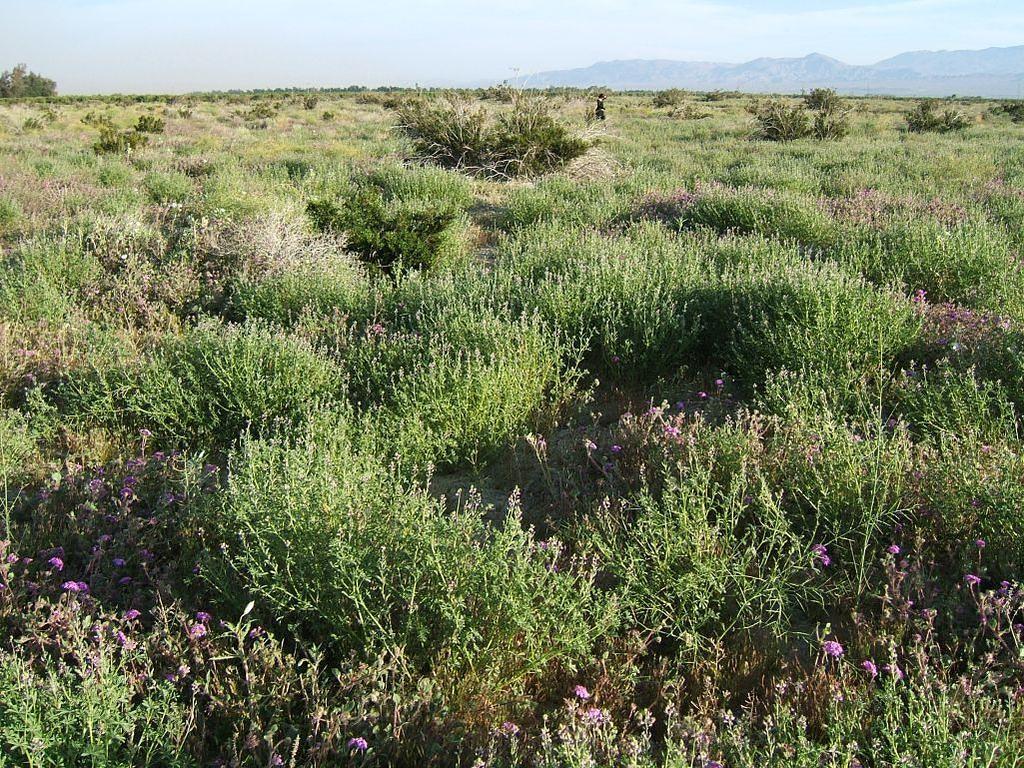 Green desert bloom