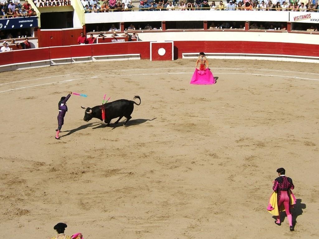 Sabbing the bull with barbed sticks