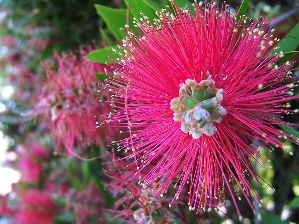 Pink flower